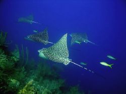 "Dropoff highway", an eagle ray flight formation at the d... by Luiz Rocha 